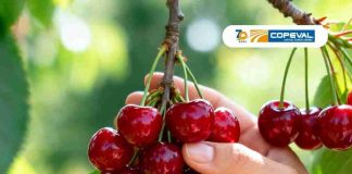 Copeval estará presente en el Segundo Congreso Mundoagro Especial Cerezas 2026