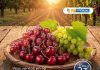 Copeval participará en la décima edición de la Conferencia Redagrícola 2026 con foco en cerezo y uva de mesa