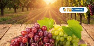 Copeval participará en la décima edición de la Conferencia Redagrícola 2026 con foco en cerezo y uva de mesa