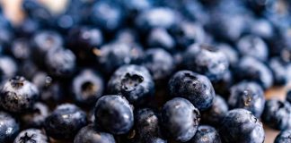 Corfo abre programa de formación gratuito para fortalecer la fruticultura de Ñuble, Biobío y La Araucanía