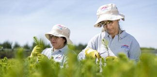 Corma espera que nueva Ley de Fomento Forestal se concrete para recuperar empleo y apoyar a pymes