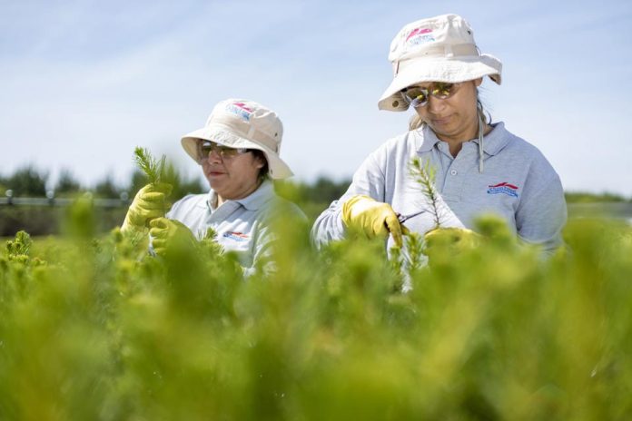 Corma espera que nueva Ley de Fomento Forestal se concrete para recuperar empleo y apoyar a pymes
