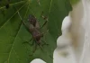 Investigadores avanzan en herramienta sustentable para monitorear plaga que afecta cultivos frutales Investigadores avanzan en herramienta sustentable para monitorear plaga que afecta cultivos frutales