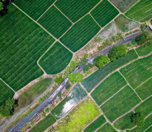Crisis de fertilizantes y brote de gripe aviar marcan un complejo escenario para la agricultura chilena en 2026