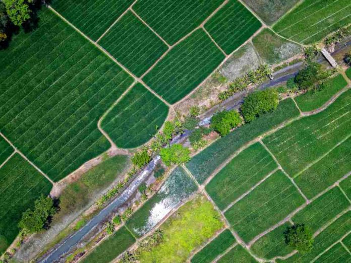 Crisis de fertilizantes y brote de gripe aviar marcan un complejo escenario para la agricultura chilena en 2026