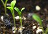 Desarrollan un recubrimiento biodegradable para semillas que aumenta la germinación hasta un 58% y reduce herbicidas