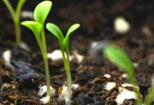 Desarrollan un recubrimiento biodegradable para semillas que aumenta la germinación hasta un 58% y reduce herbicidas