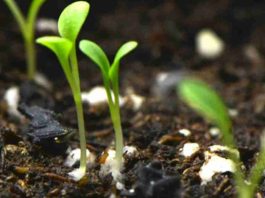 Desarrollan un recubrimiento biodegradable para semillas que aumenta la germinación hasta un 58% y reduce herbicidas