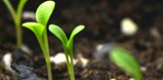 Desarrollan un recubrimiento biodegradable para semillas que aumenta la germinación hasta un 58% y reduce herbicidas