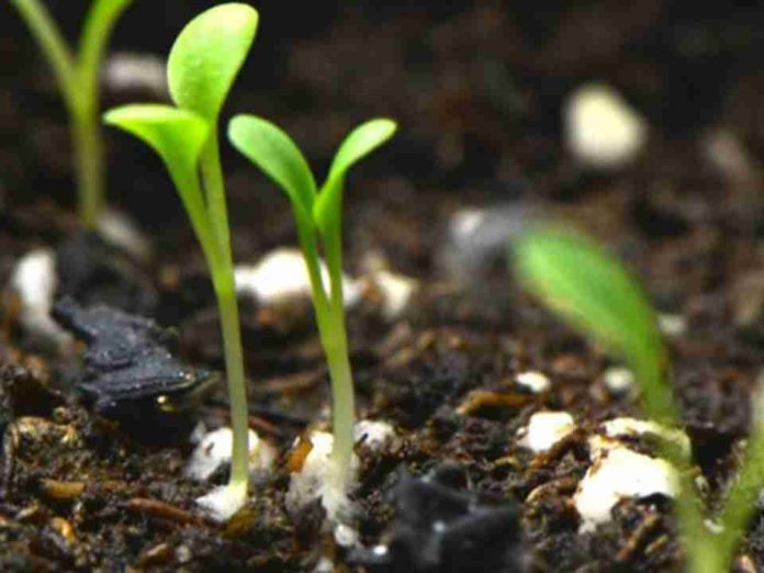 Desarrollan un recubrimiento biodegradable para semillas que aumenta la germinación hasta un 58% y reduce herbicidas