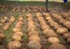 Día Internacional de la Papa: IA, riego solar y drones transforman el cultivo del tubérculo más consumido de Chile Día Internacional de la Papa: IA, riego solar y drones transforman el cultivo del tubérculo más consumido de Chile