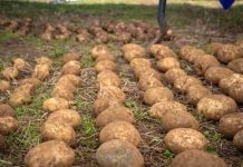 Día Internacional de la Papa: IA, riego solar y drones transforman el cultivo del tubérculo más consumido de Chile Día Internacional de la Papa: IA, riego solar y drones transforman el cultivo del tubérculo más consumido de Chile