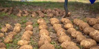 Día Internacional de la Papa: IA, riego solar y drones transforman el cultivo del tubérculo más consumido de Chile