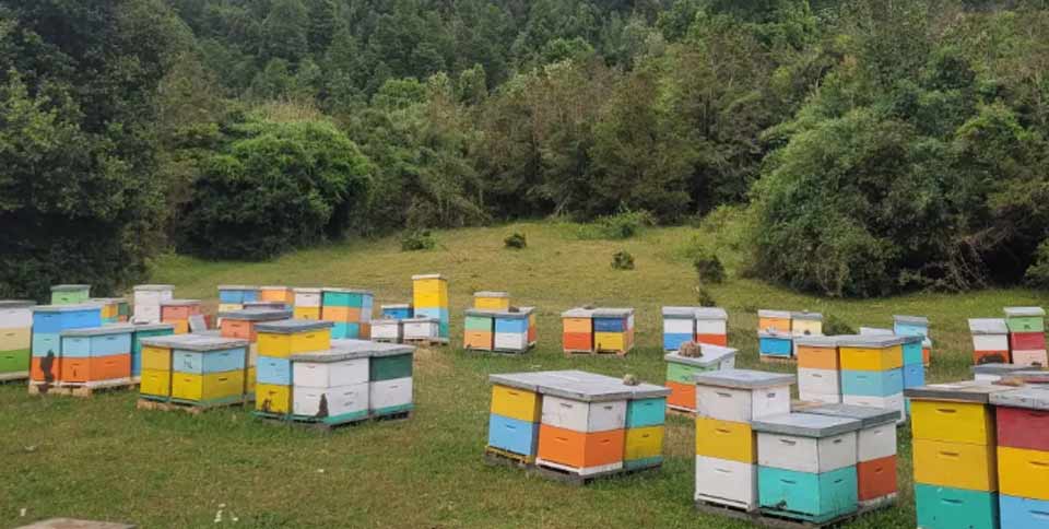 Día Mundial de las Abejas: Miel de Santa Bárbara llega a Alemania, un logro para los apicultores locales Día Mundial de las Abejas: Miel de Santa Bárbara llega a Alemania, un logro para los apicultores locales
