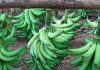 ECUADOR: Plátano verde lidera jornada de venta directa en Riobamba