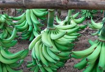 ECUADOR: Plátano verde lidera jornada de venta directa en Riobamba