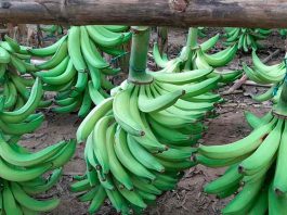 ECUADOR: Plátano verde lidera jornada de venta directa en Riobamba