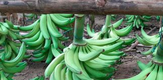ECUADOR: Plátano verde lidera jornada de venta directa en Riobamba