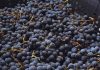El INTA promueve la vitivinicultura con variedades adaptadas al clima frío