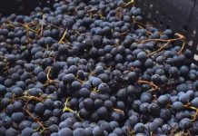El INTA promueve la vitivinicultura con variedades adaptadas al clima frío