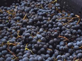 Argentina | El INTA promueve la vitivinicultura con variedades adaptadas al clima frío El INTA promueve la vitivinicultura con variedades adaptadas al clima frío