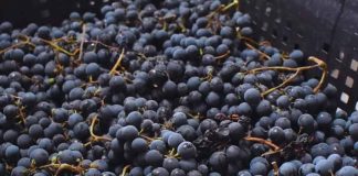 El INTA promueve la vitivinicultura con variedades adaptadas al clima frío