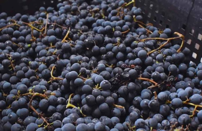El INTA promueve la vitivinicultura con variedades adaptadas al clima frío