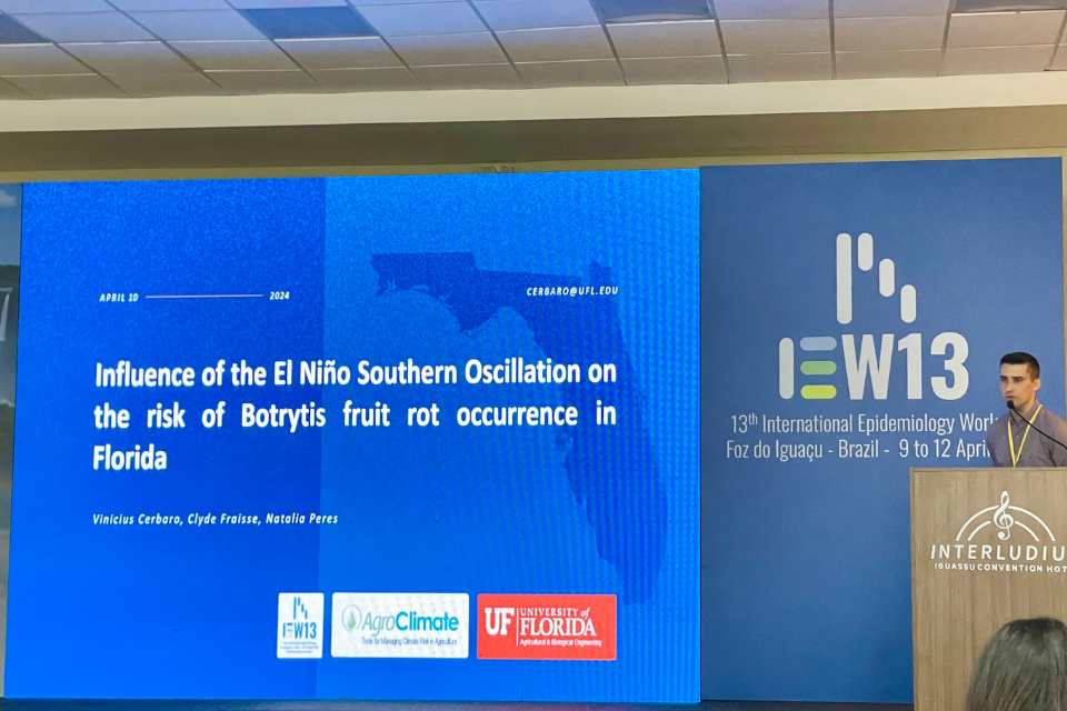 El fenómeno de El Niño representa un riesgo de enfermedades para la industria de la fresa en Florida, valorada en $500 millones anuales, pero un sistema de alerta podría ser de gran ayuda El fenómeno de El Niño representa un riesgo de enfermedades para la industria de la fresa en Florida, valorada en $500 millones anuales, pero un sistema de alerta podría ser de gran ayuda