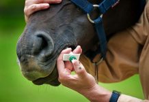 El otoño es la época ideal para la desparasitación y el manejo sanitario de equinos