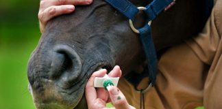 El otoño es la época ideal para la desparasitación y el manejo sanitario de equinos