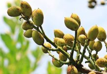 El pistacho español celebra la apertura de China como nuevo mercado