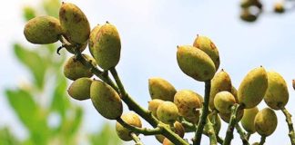 El pistacho español celebra la apertura de China como nuevo mercado