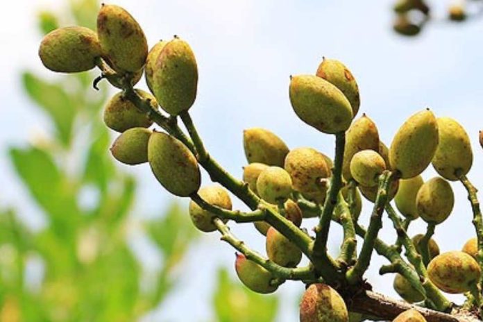 El pistacho español celebra la apertura de China como nuevo mercado El pistacho español celebra la apertura de China como nuevo mercado