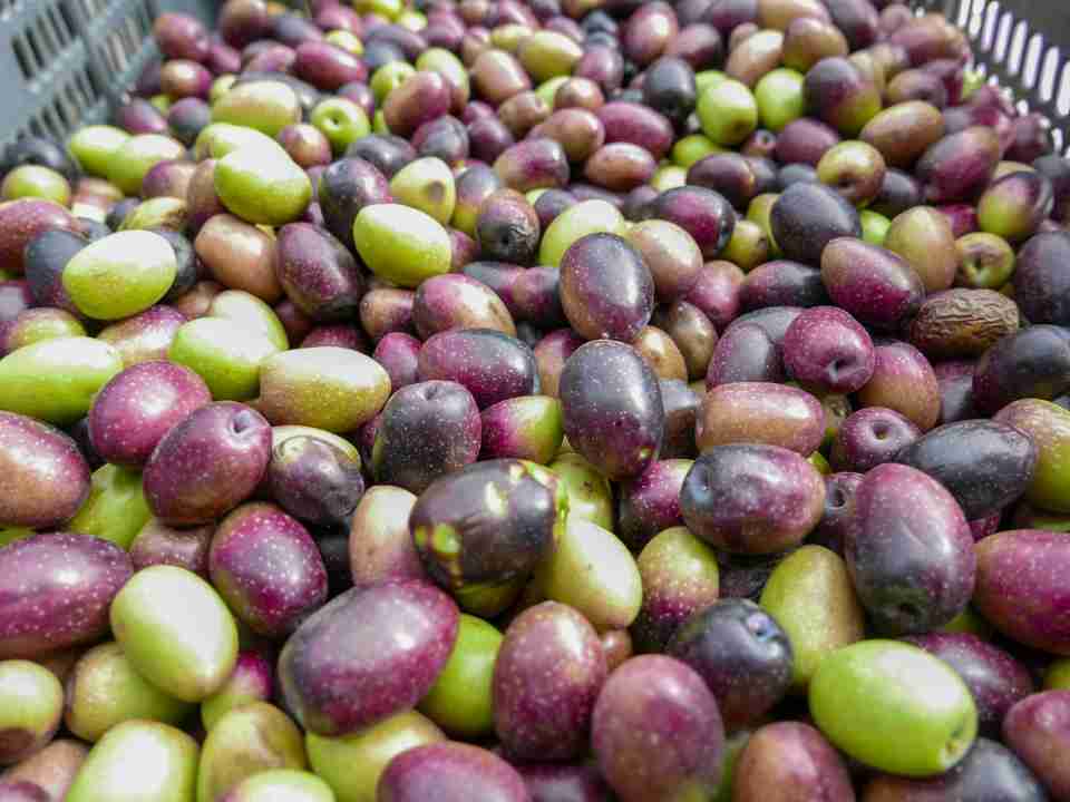 El secreto de una buena aceituna: agricultores de El Totoral aprenden técnicas de conservación artesanal