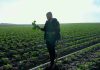 España: El brócoli un cultivo estratégico en constante evolución España: El brócoli un cultivo estratégico en constante evolución