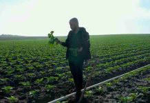 España: El brócoli un cultivo estratégico en constante evolución España: El brócoli un cultivo estratégico en constante evolución