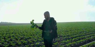 España: El brócoli un cultivo estratégico en constante evolución