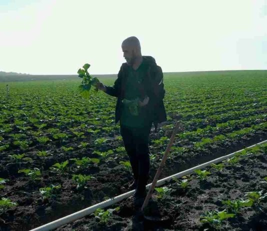 España: El brócoli un cultivo estratégico en constante evolución
