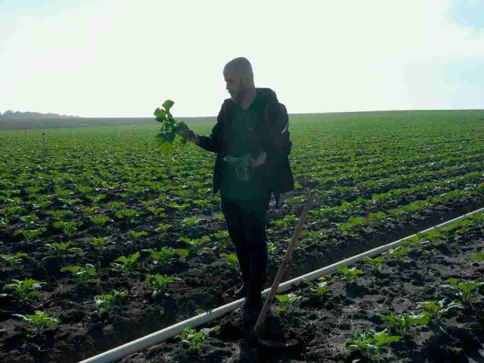 España El brócoli un cultivo estratégico en constante evolución España: El brócoli un cultivo estratégico en constante evolución
