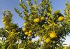 España El virus detectado en cítricos obliga al sector a plantearse el arranque de árboles