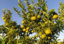 España El virus detectado en cítricos obliga al sector a plantearse el arranque de árboles