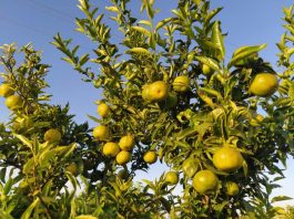 España | El virus detectado en cítricos obliga al sector a plantearse el arranque de árboles España El virus detectado en cítricos obliga al sector a plantearse el arranque de árboles