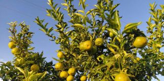 España El virus detectado en cítricos obliga al sector a plantearse el arranque de árboles