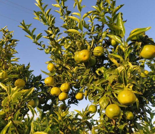 España El virus detectado en cítricos obliga al sector a plantearse el arranque de árboles