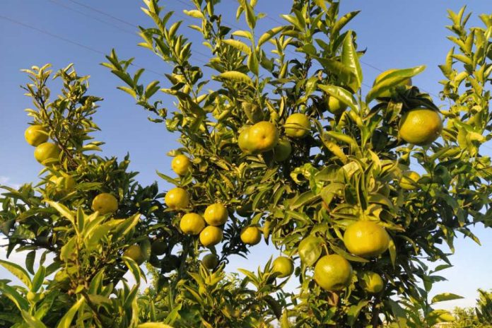España El virus detectado en cítricos obliga al sector a plantearse el arranque de árboles