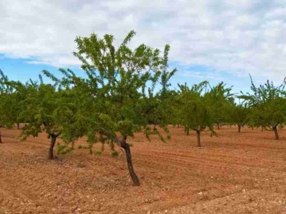 España La campaña de almendra superará las 8.000 toneladas en las zonas productoras de la Comunidad Valenciana España La campaña de almendra superará las 8.000 toneladas en las zonas productoras de la Comunidad Valenciana