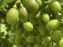 España Los viticultores podrán volver a utilizar el ciantraniliprol contra los nuevos trips