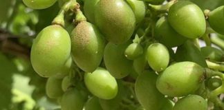 España Los viticultores podrán volver a utilizar el ciantraniliprol contra los nuevos trips