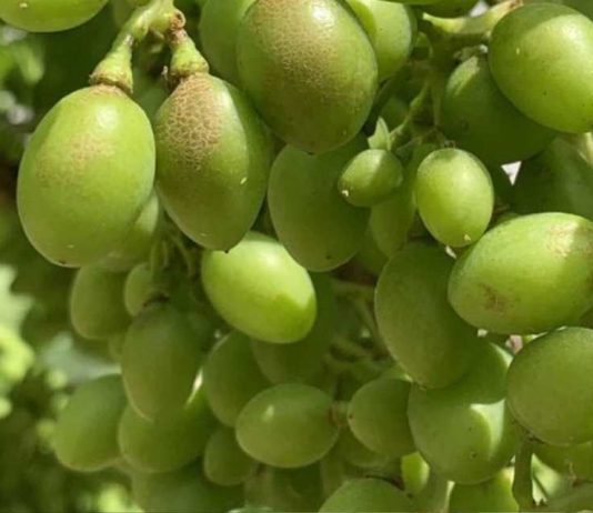 España Los viticultores podrán volver a utilizar el ciantraniliprol contra los nuevos trips