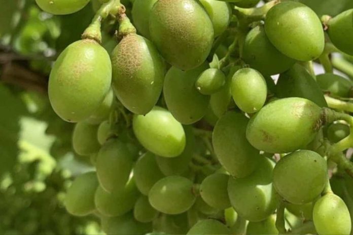 España Los viticultores podrán volver a utilizar el ciantraniliprol contra los nuevos trips